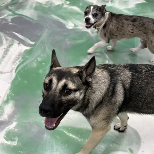 Dog daycare group at K9 Rox Club